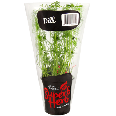 Superb Herb Dill Herb Pot