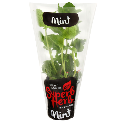 Superb Herb Mint Pot