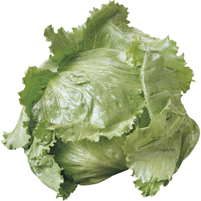 Fresh Cut Lettuce